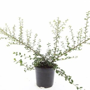 Cotoneaster suecicus 'Coral Beauty' C1.5 - afbeelding 8