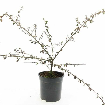 Cotoneaster suecicus 'Coral Beauty' C1.5 - afbeelding 10