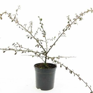 Cotoneaster suecicus 'Coral Beauty' C1.5 - afbeelding 10