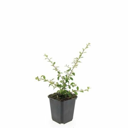 Cotoneaster suecicus 'Coral Beauty' C1.5 - afbeelding 2