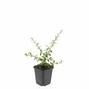 Cotoneaster suecicus 'Coral Beauty' C1.5 - afbeelding 2
