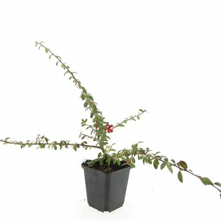 Cotoneaster suecicus 'Coral Beauty' C1.5 - afbeelding 13