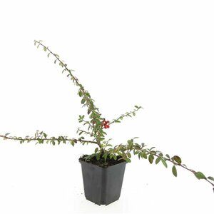 Cotoneaster suecicus 'Coral Beauty' C1.5 - afbeelding 13