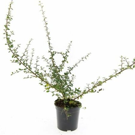 Cotoneaster suecicus 'Coral Beauty' C1.5 - afbeelding 9