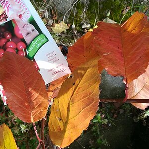 Prunus avium 'Stella' 125/150 C.
