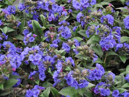 Pulmonaria 'Blue Ensign' C2 - afbeelding 1