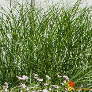 Miscanthus sinensis 'Gracillimus' P9