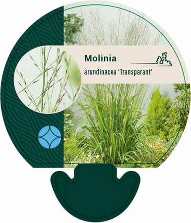 Molinia arundinacea 'Transparent' P9 - afbeelding 1