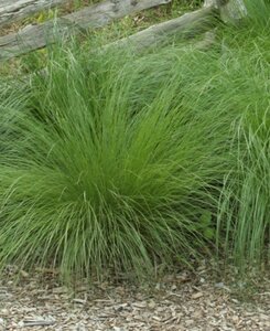 Sporobolus heterolepis P9