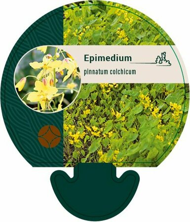 Epimedium pinnatum colchicum P9 - afbeelding 2