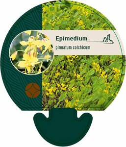 Epimedium pinnatum colchicum P9 - afbeelding 2