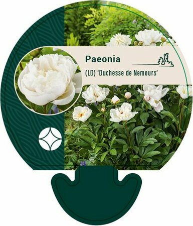 Paeonia lactiflora 'Duchesse de Nemours' P11 - afbeelding 1