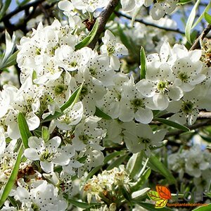 Pyrus salicifolia 'Pendula' ST. 225 8-10 C. 