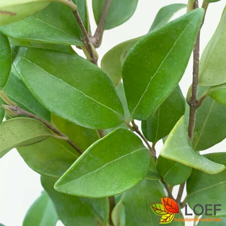 Ligustrum japonicum 'Texanum'