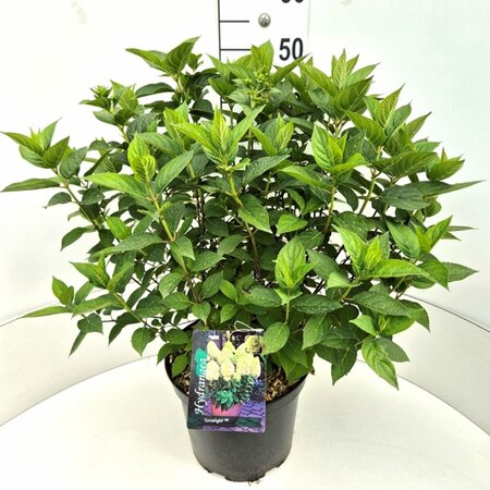 Hydrangea paniculata 'Limelight' - afbeelding 3