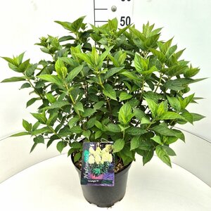 Hydrangea paniculata 'Limelight' - afbeelding 3