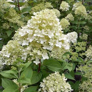 Hydrangea paniculata 'Limelight' - afbeelding 2