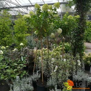 Hydrangea paniculata 'Limelight' - afbeelding 5