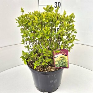 Hydrangea paniculata 'Limelight' - afbeelding 7