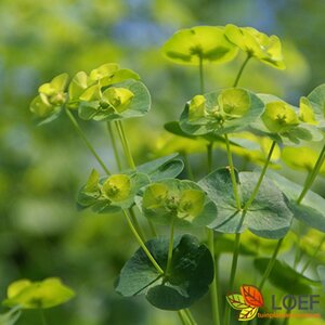 Euphorbia palustris 'Walenburg's Glorie' P9 - afbeelding 2