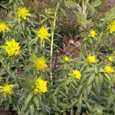Euphorbia palustris 'Walenburg's Glorie' P9 - afbeelding 3