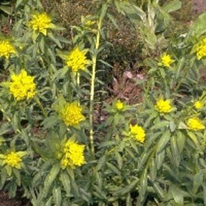 Euphorbia palustris 'Walenburg's Glorie' P9 - afbeelding 3