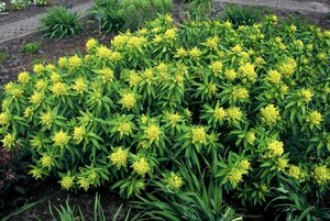 Euphorbia palustris 'Walenburg's Glorie' P9 - afbeelding 4