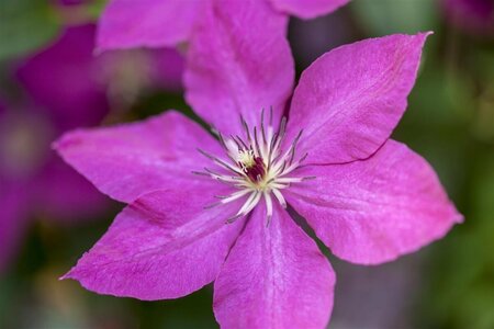 Clematis 'Margaret Hunt' C2