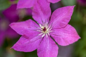 Clematis 'Margaret Hunt' C2