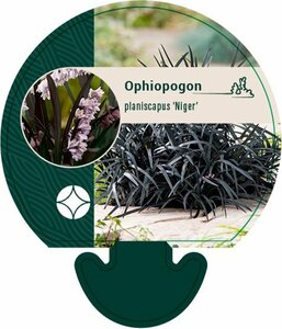 Ophiopogon planiscapus 'Niger' P9 - afbeelding 2
