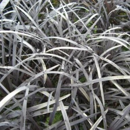 Ophiopogon planiscapus 'Niger' P9 - afbeelding 6