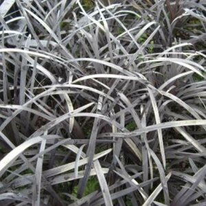 Ophiopogon planiscapus 'Niger' P9 - afbeelding 6