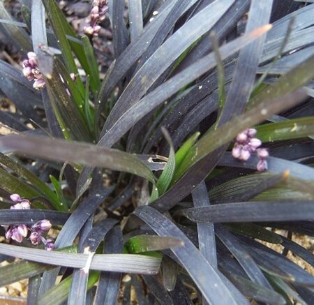 Ophiopogon planiscapus 'Niger' P9 - afbeelding 7