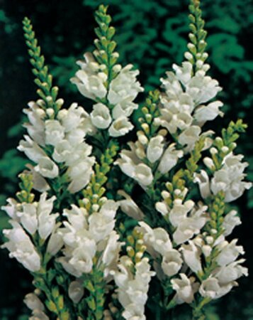 Physostegia virg. 'Alba' P9 - afbeelding 2