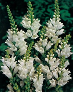 Physostegia virg. 'Alba' P9 - afbeelding 2