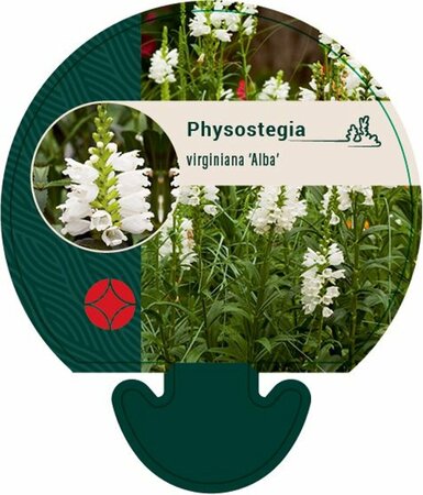 Physostegia virg. 'Alba' P9 - afbeelding 1
