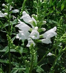 Physostegia virg. 'Alba' P9 - afbeelding 3