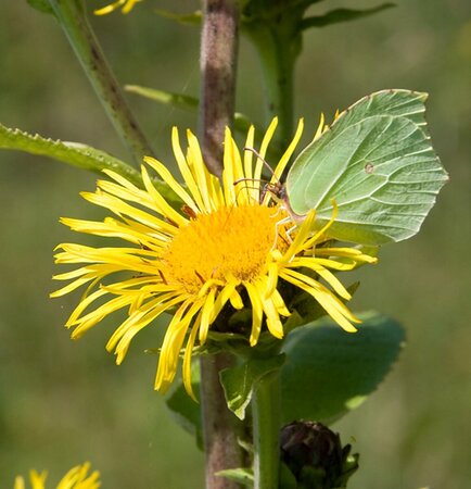 Inula helenium P9 - afbeelding 3