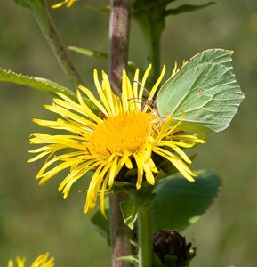 Inula helenium P9 - afbeelding 3