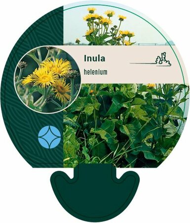 Inula helenium P9 - afbeelding 1