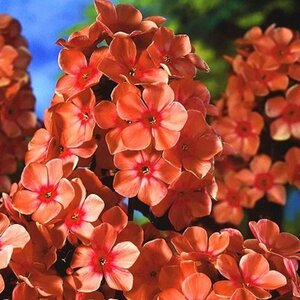 Phlox paniculata 'Orange Perfection' P9 - afbeelding 3