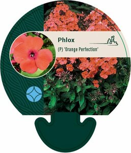 Phlox paniculata 'Orange Perfection' P9