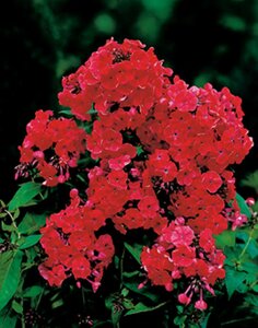 Phlox paniculata 'Orange Perfection' P9 - afbeelding 4