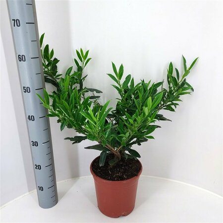 Prunus laurocerasus 'Otto Luyken' 40/50 C. - afbeelding 4