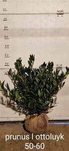 Prunus laurocerasus 'Otto Luyken' 40/50 C. - afbeelding 5