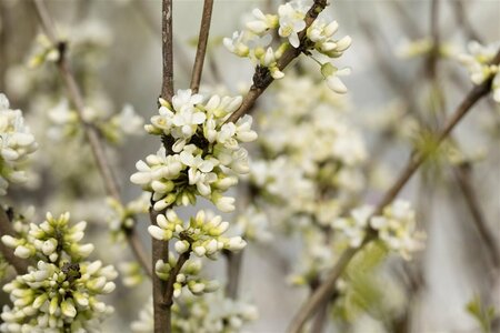Cercis chinensis 'Shirobana' - afbeelding 1