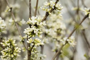 Cercis chinensis 'Shirobana' ST. 120 C.