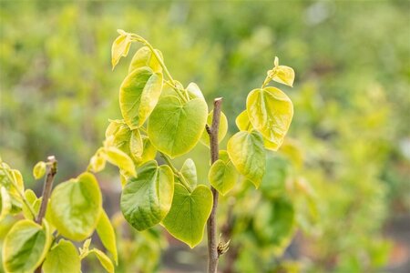 Cercis chinensis 'Shirobana' - afbeelding 2