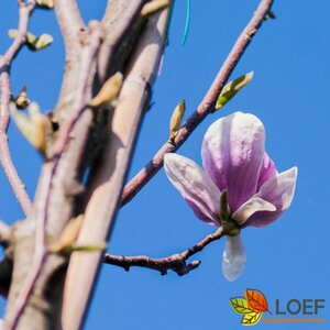 Magnolia soulangeana 100/125 C. - afbeelding 2