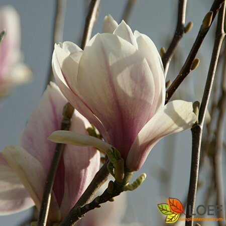 Magnolia soulangeana 100/125 C. - afbeelding 3